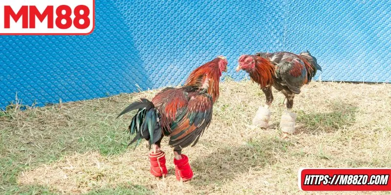 Bỏ túi các thuật ngữ để hiểu rõ hơn khi tham gia